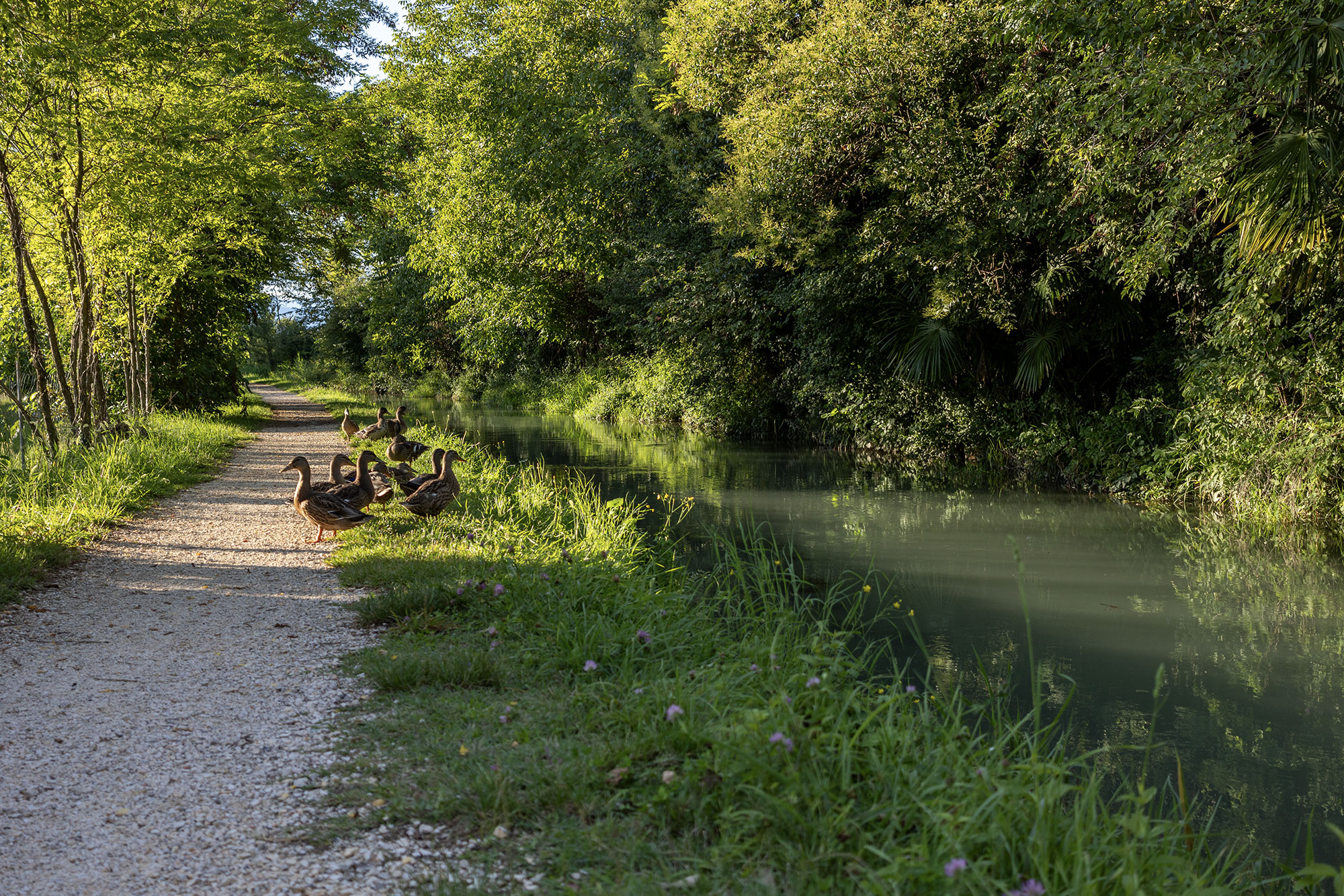 Storia di un canale